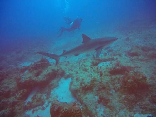 Private Dive Services