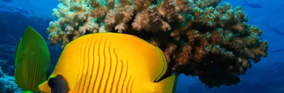 Tauchen Hurghada Diving Forever - Deutsche Tauchschule vom Cmas - Padi - Ssi - I.a.c.