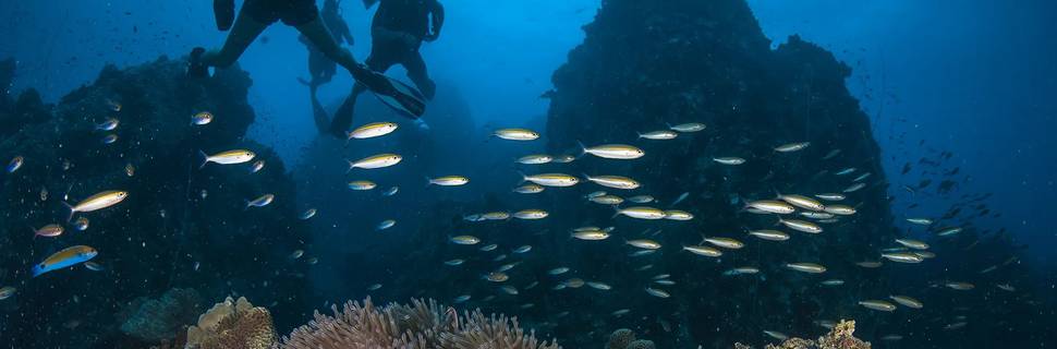 Simple Life Divers