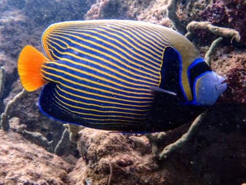 Ahla Diving Courses / אחלה קורסים צלילה