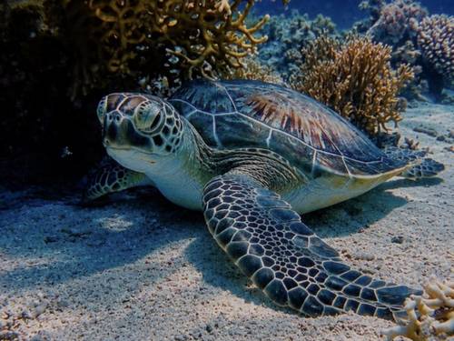 Seamax Sharm Dive Center