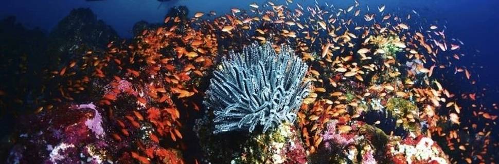 Sea Safari Diving Centre