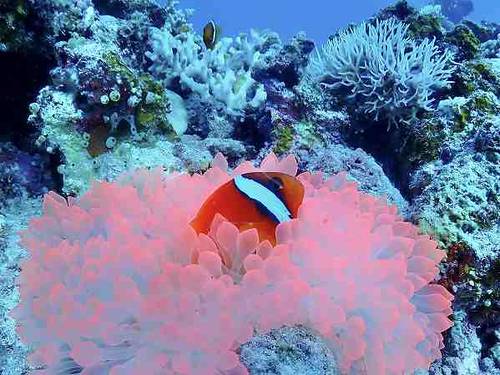 Dive Inn Hama