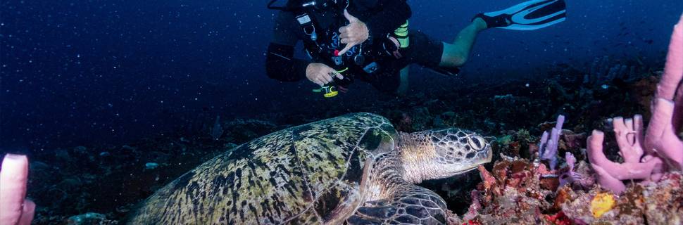 Meno Dive Club