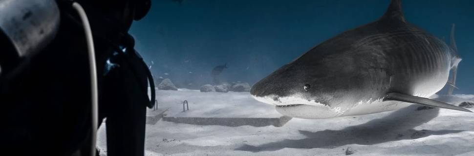Fuvahmulah Central Dive Center