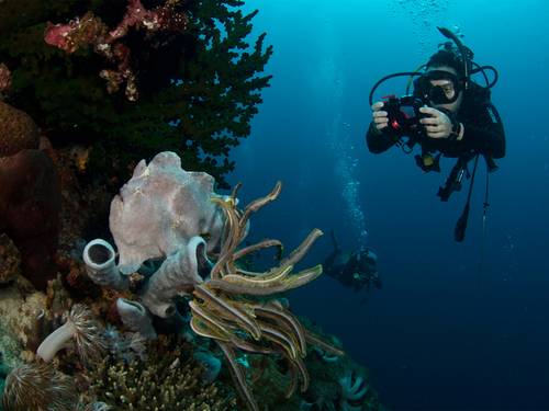 Quo Vadis Dive Resort