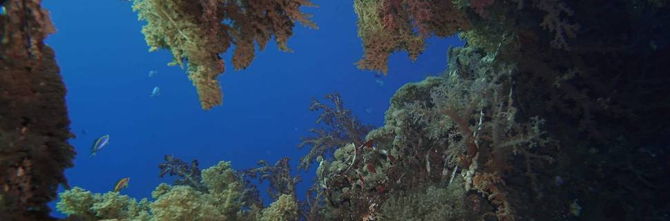 Palma Diving Resort
