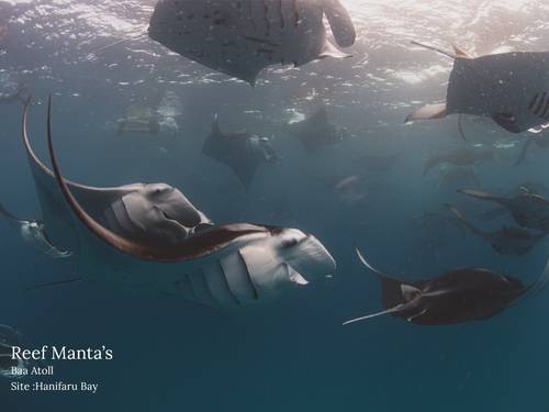 diveOceanus Royal Island