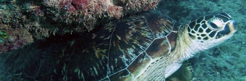 Ocean Tribe - 5 Star Scuba Diving Centre- Diani Beach