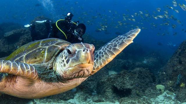 Gold Coast Dive Centre & Marine Training College