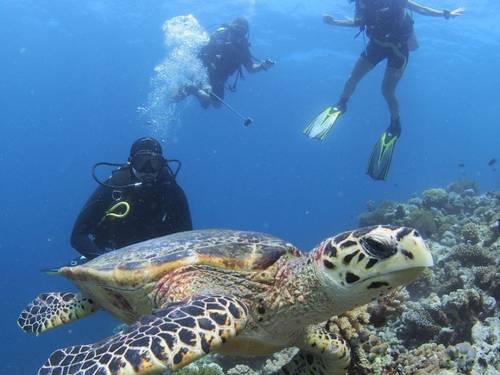 Maldives Dhigu Divers