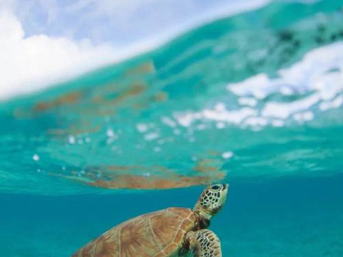 Assava Diving Koh Tao | PADI 5* CDC Scuba Diving Centre & Hotel Beach Resort, Thailand