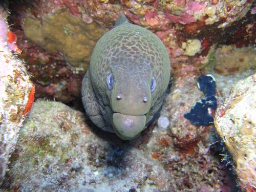 Akdeniz Yunus Diving Scuba Antalya
