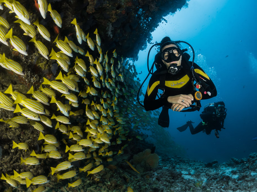 Bongo Bongo Divers