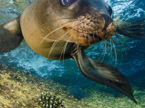 La Paz Diving Sea Lions Dive Center
