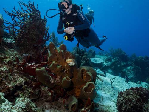 Jaguar Divers - Dive Shop in Playa del Carmen