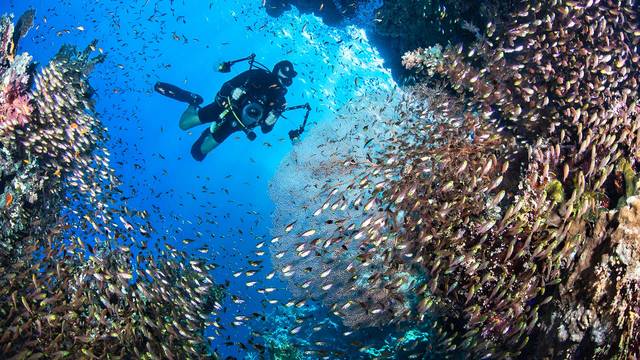 Red Sea Diving College