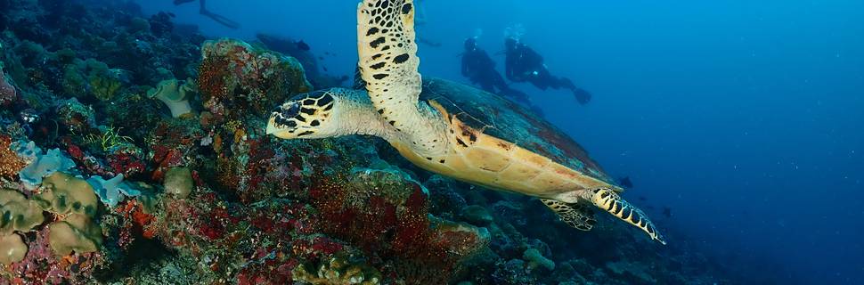 Scuba Journey