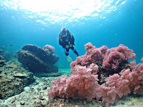 Scuba expert/krabi
