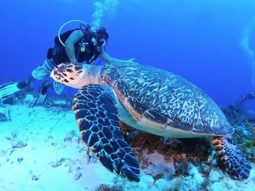 Scuba Reef Divers