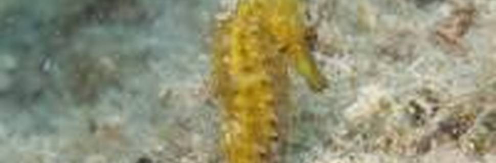 Fun Diving Krk