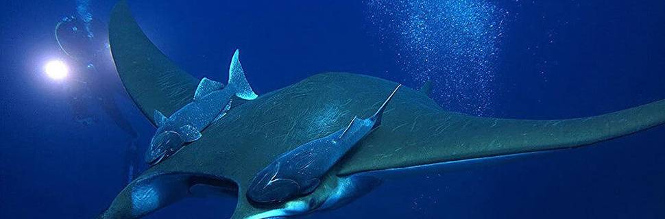 Best Spot Azores Dive Center