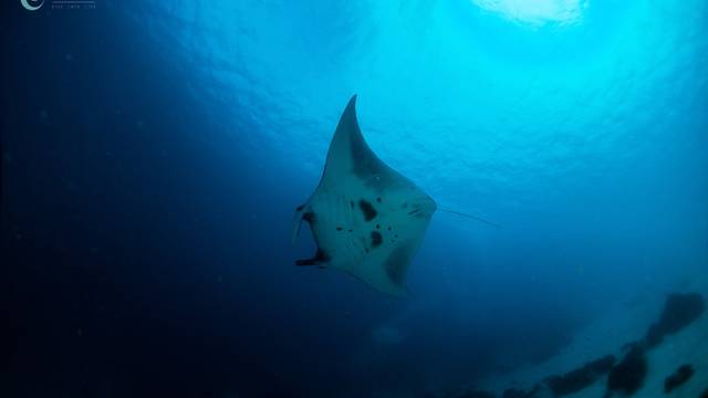 NEREN Diving Komodo - Dive Into Life