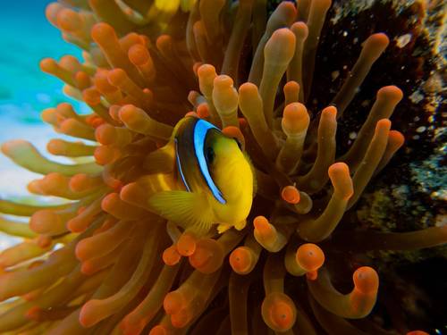 Blue Brothers Diving
