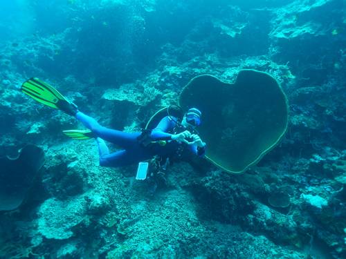 Dive Centre Dessa
