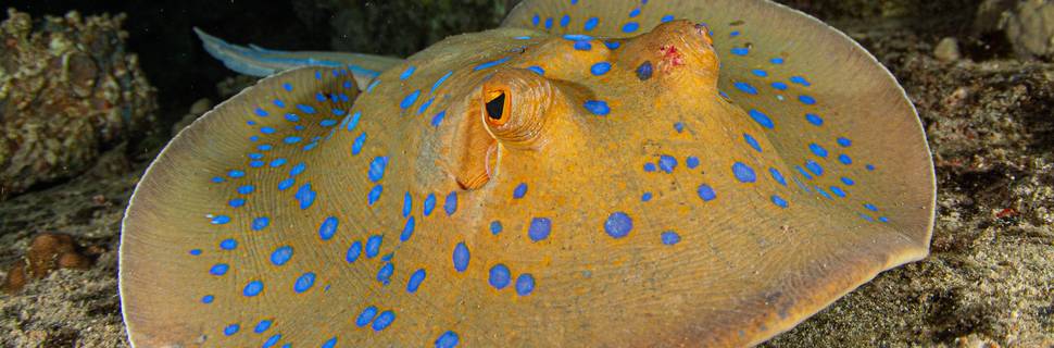 Motif Dive Center