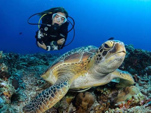 Black Turtle Dive Koh Tao