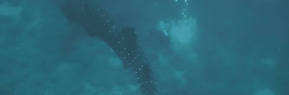 Oonas Dive Club