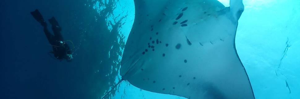 Bali Stingray Divers