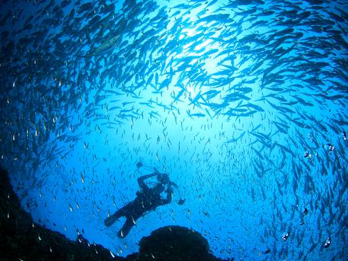 Perth Diving Academy - Hillarys