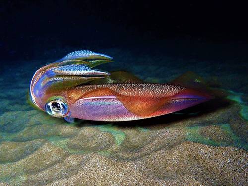 Tiny Bubbles Scuba