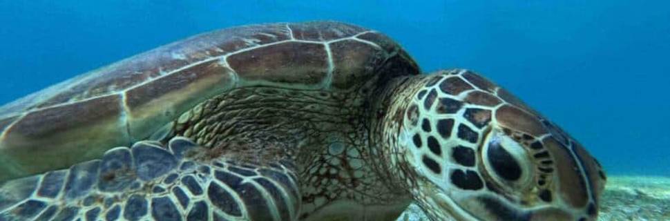 Enjoy Islands Diving Center