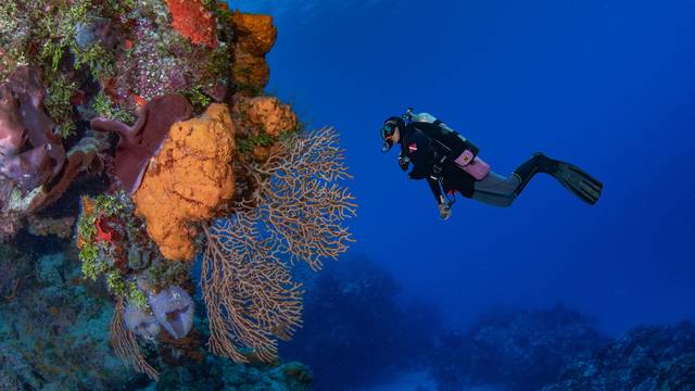 Aldora Divers