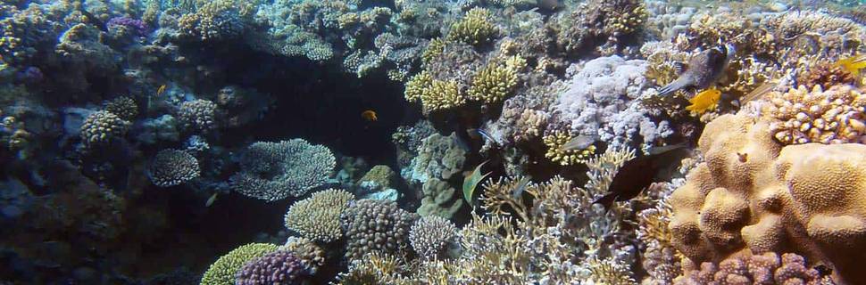 Bahura Dive Siquijor