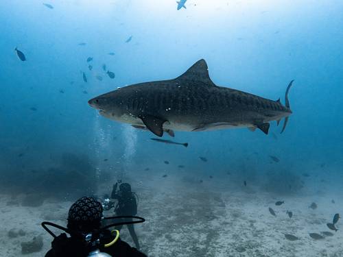 Dive Club Hulhumale