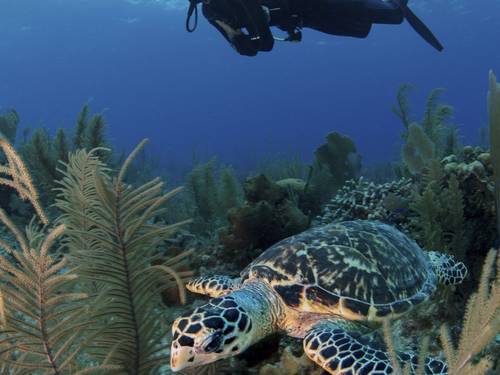 All Divers l Diving in Hurghada