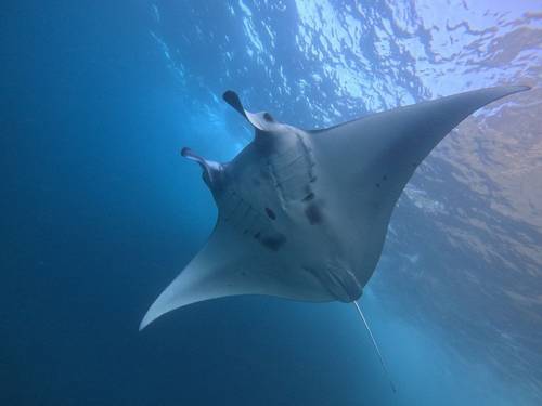 Lembongan Snorkeling Trips