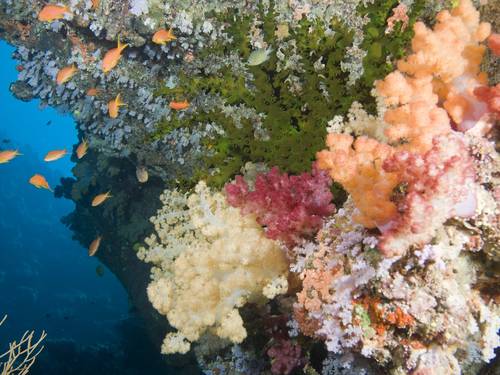 Paradise Taveuni Dive