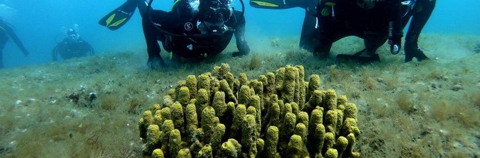 Go Scuba Diving
