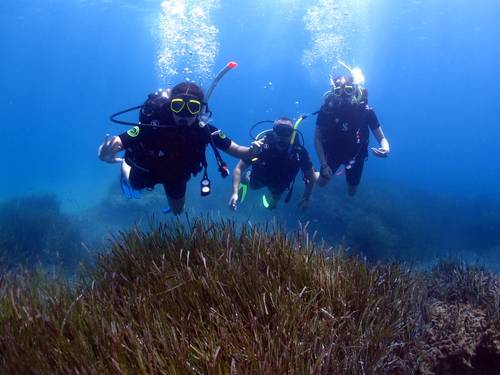 Scuba Pulse