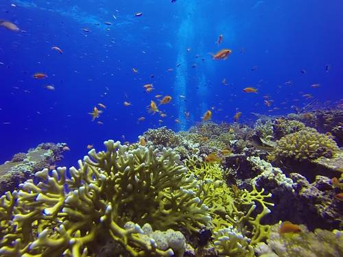 Freedom Divers Safaga - Dive Center
