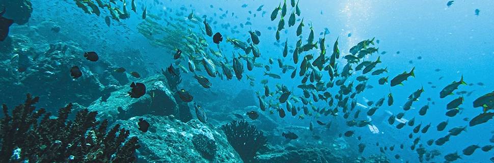 Lumba Lumba Diving Centre & Beach Resort