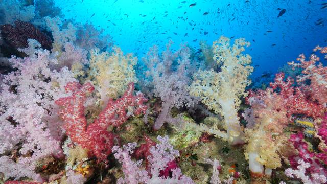 Dive Info