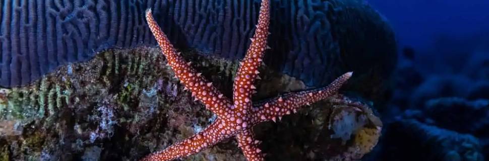 Coral Garden Diving Center