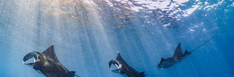 French Kiss Divers Lembongan