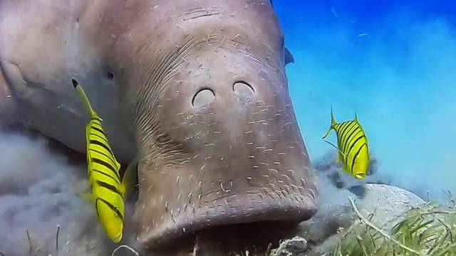 Globe Dive Clubs